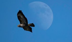 Preview wallpaper common buzzard, bird, moon, sky