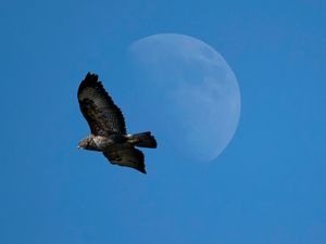 Preview wallpaper common buzzard, bird, moon, sky
