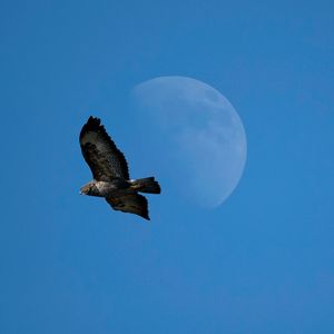Preview wallpaper common buzzard, bird, moon, sky