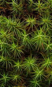 Preview wallpaper common haircap, leaves, branches, macro