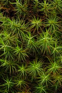 Preview wallpaper common haircap, leaves, branches, macro