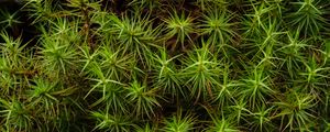 Preview wallpaper common haircap, leaves, branches, macro