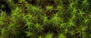 Preview wallpaper common haircap, leaves, branches, macro