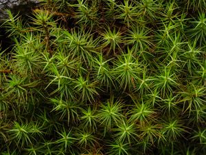 Preview wallpaper common haircap, leaves, branches, macro