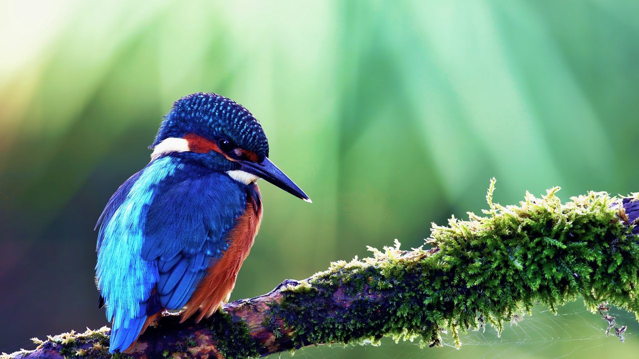 Wallpaper common kingfisher, bird, color, beak, branch
