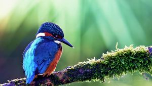 Preview wallpaper common kingfisher, bird, color, beak, branch