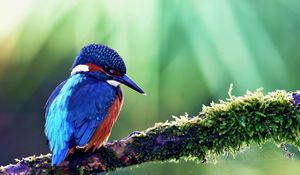 Preview wallpaper common kingfisher, bird, color, beak, branch