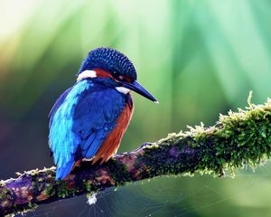 Preview wallpaper common kingfisher, bird, color, beak, branch