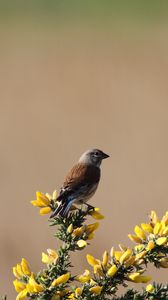 Preview wallpaper common linnet, bird, flowers