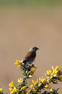 Preview wallpaper common linnet, bird, flowers