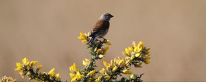 Preview wallpaper common linnet, bird, flowers