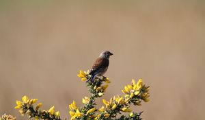 Preview wallpaper common linnet, bird, flowers