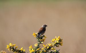 Preview wallpaper common linnet, bird, flowers