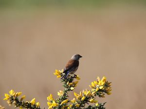 Preview wallpaper common linnet, bird, flowers