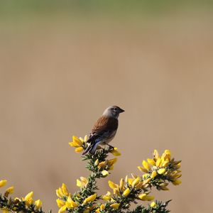 Preview wallpaper common linnet, bird, flowers