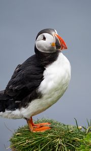 Preview wallpaper common puffin, bird, beak, wildlife