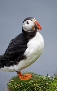 Preview wallpaper common puffin, bird, beak, wildlife