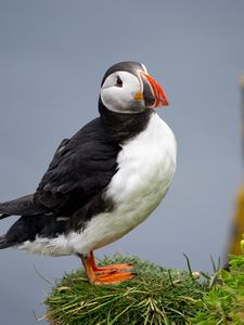 Preview wallpaper common puffin, bird, beak, wildlife