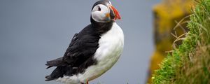 Preview wallpaper common puffin, bird, beak, wildlife