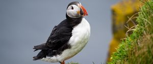 Preview wallpaper common puffin, bird, beak, wildlife