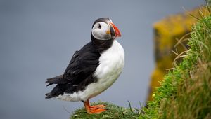 Preview wallpaper common puffin, bird, beak, wildlife