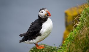 Preview wallpaper common puffin, bird, beak, wildlife