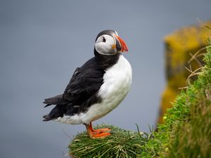 Preview wallpaper common puffin, bird, beak, wildlife