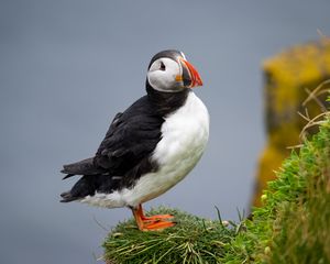 Preview wallpaper common puffin, bird, beak, wildlife