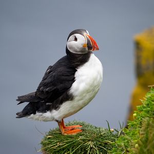 Preview wallpaper common puffin, bird, beak, wildlife