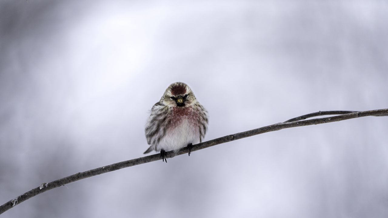 Wallpaper common redpoll, bird, branch, winter