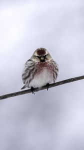 Preview wallpaper common redpoll, bird, branch, winter