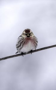 Preview wallpaper common redpoll, bird, branch, winter