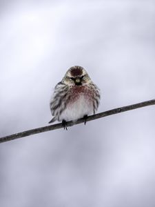 Preview wallpaper common redpoll, bird, branch, winter