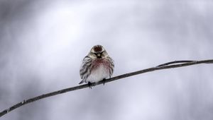 Preview wallpaper common redpoll, bird, branch, winter