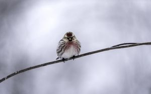 Preview wallpaper common redpoll, bird, branch, winter