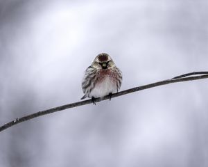 Preview wallpaper common redpoll, bird, branch, winter
