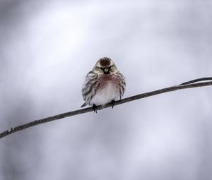 Preview wallpaper common redpoll, bird, branch, winter