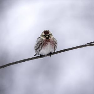 Preview wallpaper common redpoll, bird, branch, winter
