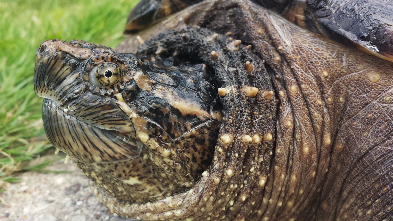 Wallpaper common snapping turtle, reptile, head, armor