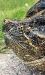 Preview wallpaper common snapping turtle, reptile, head, armor