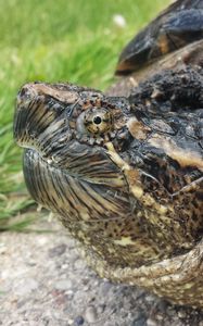 Preview wallpaper common snapping turtle, reptile, head, armor