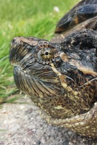 Preview wallpaper common snapping turtle, reptile, head, armor