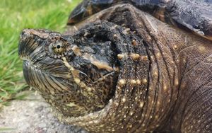 Preview wallpaper common snapping turtle, reptile, head, armor