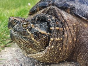 Preview wallpaper common snapping turtle, reptile, head, armor