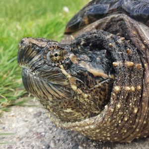 Preview wallpaper common snapping turtle, reptile, head, armor