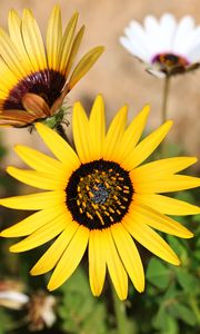 Preview wallpaper common sunflower, flower, petals, yellow, blur