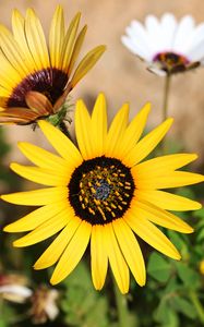 Preview wallpaper common sunflower, flower, petals, yellow, blur