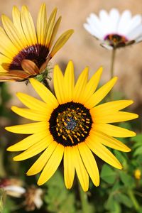 Preview wallpaper common sunflower, flower, petals, yellow, blur