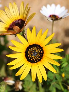 Preview wallpaper common sunflower, flower, petals, yellow, blur