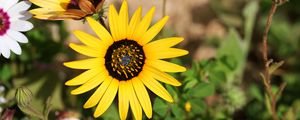 Preview wallpaper common sunflower, flower, petals, yellow, blur